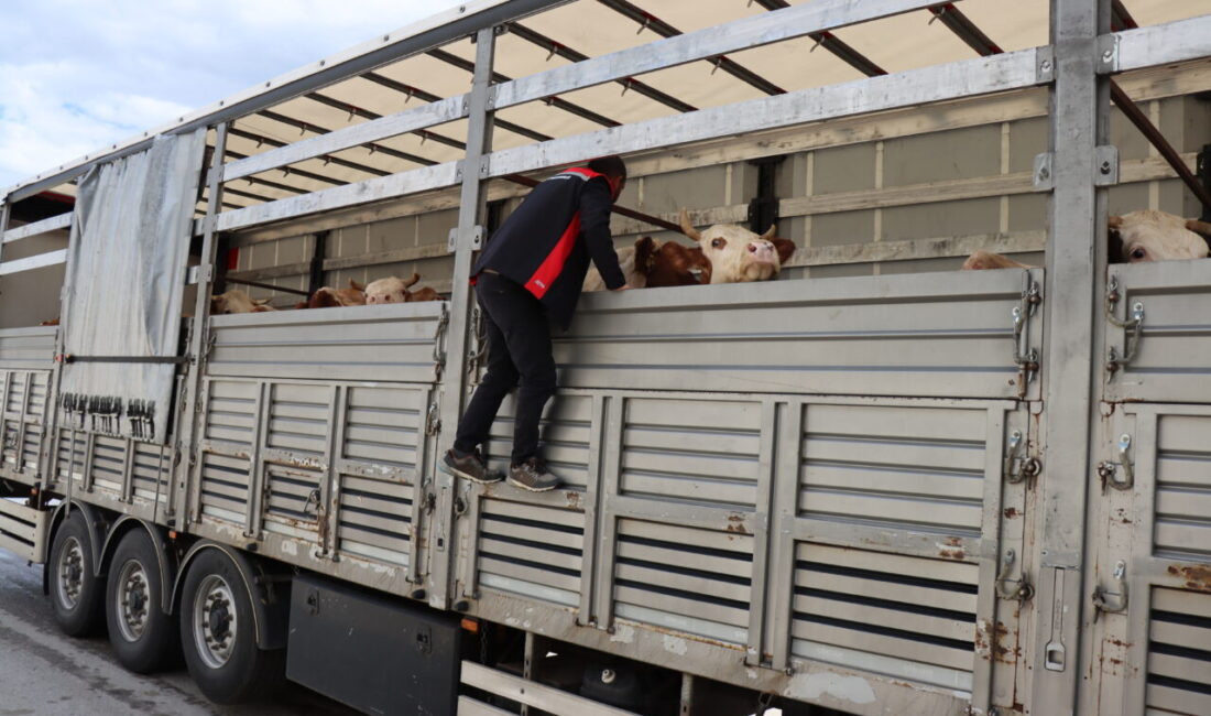 ERZİNCAN (AA) – Kurban Bayramı öncesi Doğu Anadolu Bölgesi'nden batıdaki