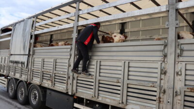ERZİNCAN (AA) – Kurban Bayramı öncesi Doğu Anadolu Bölgesi'nden batıdaki
