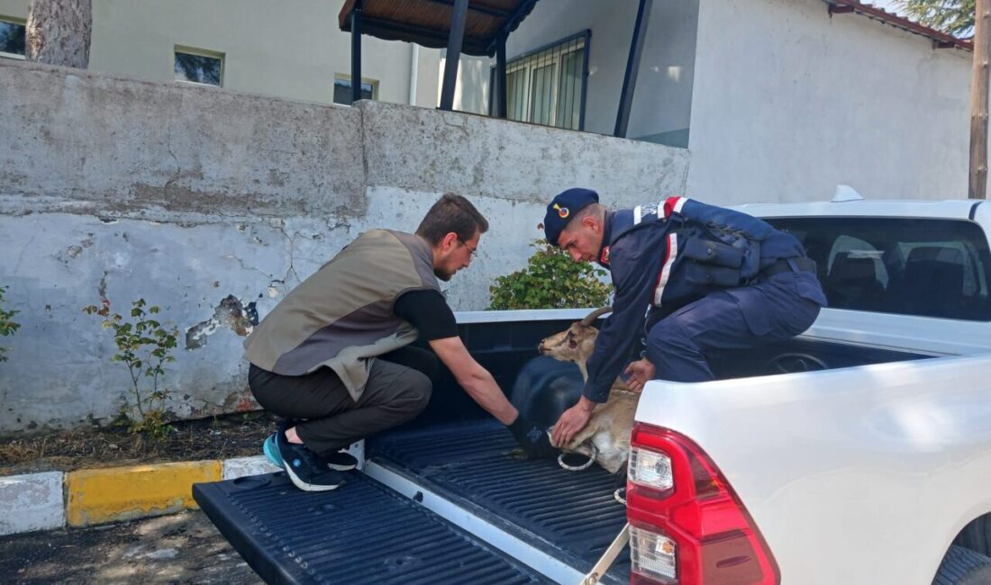 ELAZIĞ (AA) – Elazığ'ın Ağın ilçesinde jandarma ekiplerince yaralı bulunan