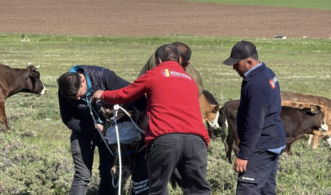 ERZURUM (AA) – Erzurum ve Kars'ta kaçan kurbanlıklar, zor anlar