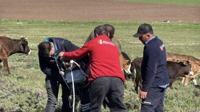 ERZURUM (AA) – Erzurum ve Kars'ta kaçan kurbanlıklar, zor anlar
