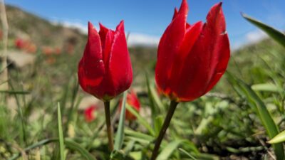 ERZURUM (AA) – Erzurum'da, etrafında 6 tarihi tabya bulunan tarihi