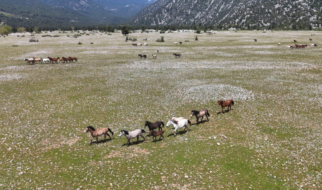 ANTALYA (AA) – Antalya'nın İbradı ilçesindeki Eynif Ovası'nda yaşamlarını sürdüren