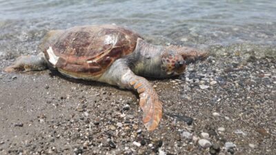MUĞLA (AA) – Muğla'nın Fethiye ilçesinde sahilde ölü caretta caretta