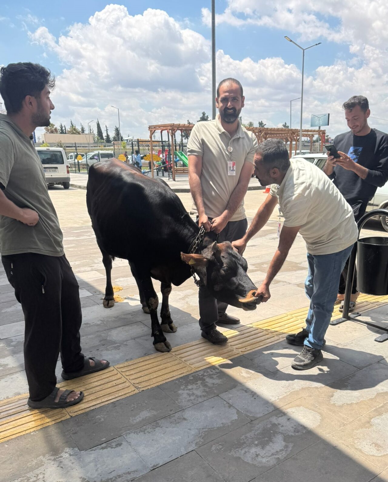 GAZİANTEP (AA) – Gaziantep'in Nizip ilçesinde kaçan kurbanlık dana, bir