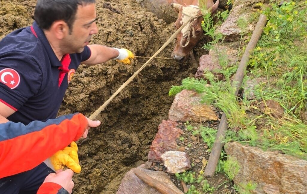 GÜMÜŞHANE (AA) – Gümüşhane'de gübre çukuruna düşen inek, itfaiye ekipleri