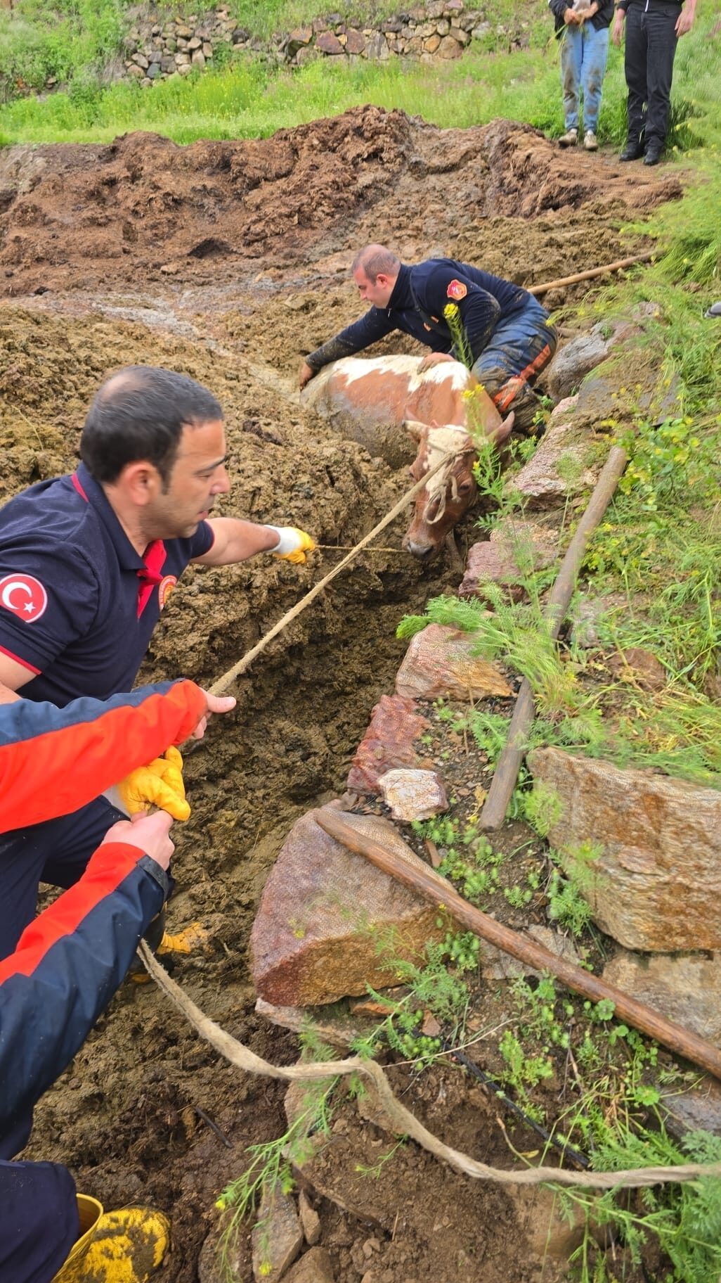 GÜMÜŞHANE (AA) – Gümüşhane'de gübre çukuruna düşen inek, itfaiye ekipleri