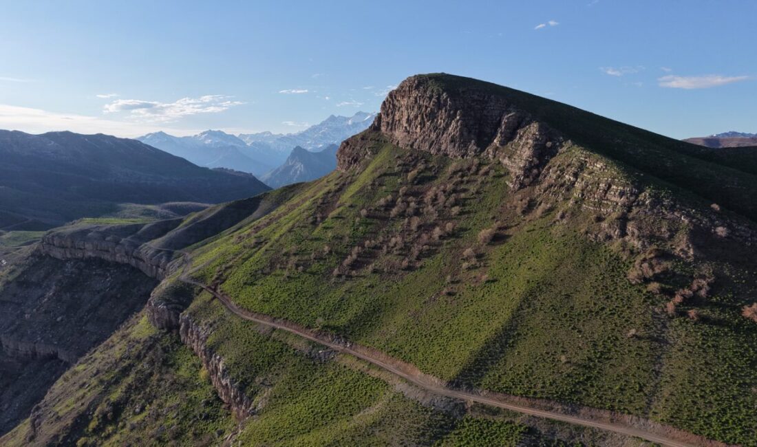 HAKKARİ (AA) – Hakkari'nin Derecik ilçesindeki Sılo Yaylası, bugünlerde açan