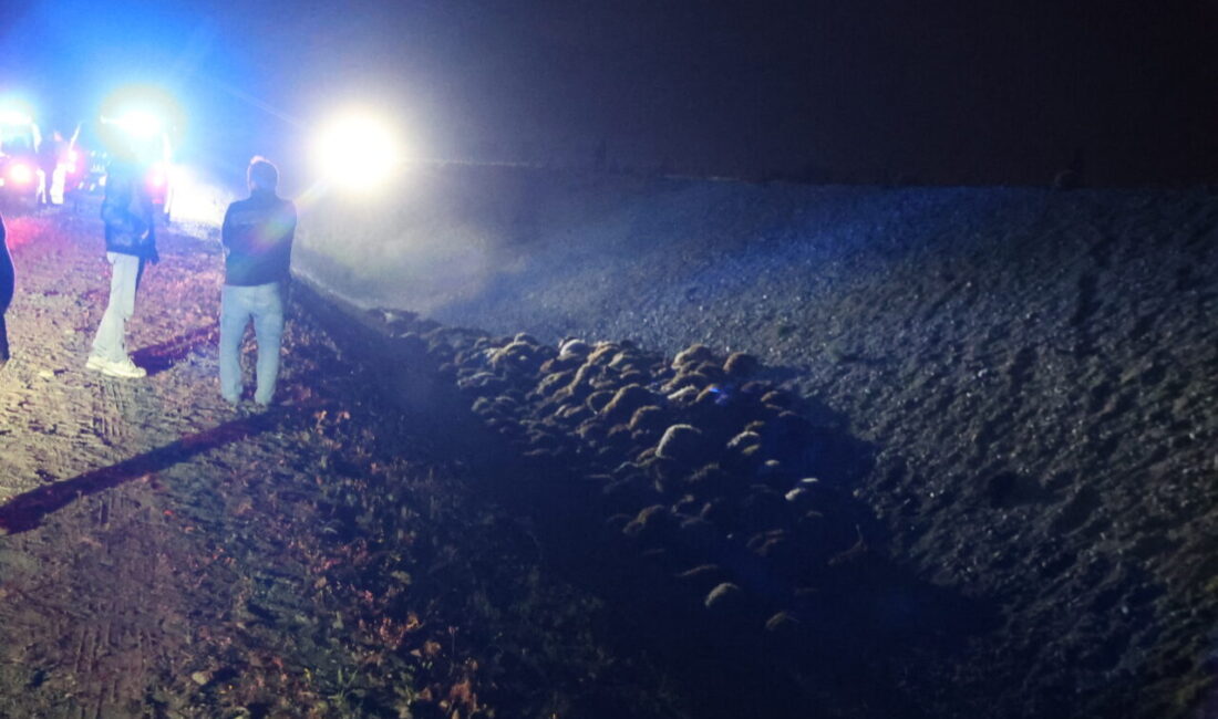 - Arı saldırısı sonucu 5 kişi de yaralandı
