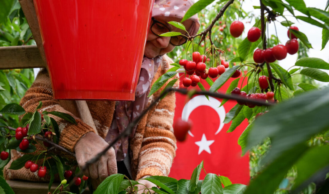 İZMİR (AA) – İzmir'in Kemalpaşa ilçesinde hasadı yapılan erkenci kirazlar