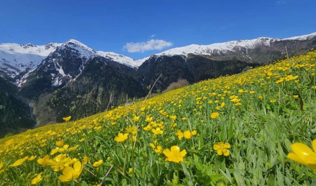 RİZE (AA) – Rize'nin Çamlıhemşin ilçesindeki doğal güzellikleriyle ünlü Kaçkar
