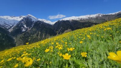 RİZE (AA) – Rize'nin Çamlıhemşin ilçesindeki doğal güzellikleriyle ünlü Kaçkar