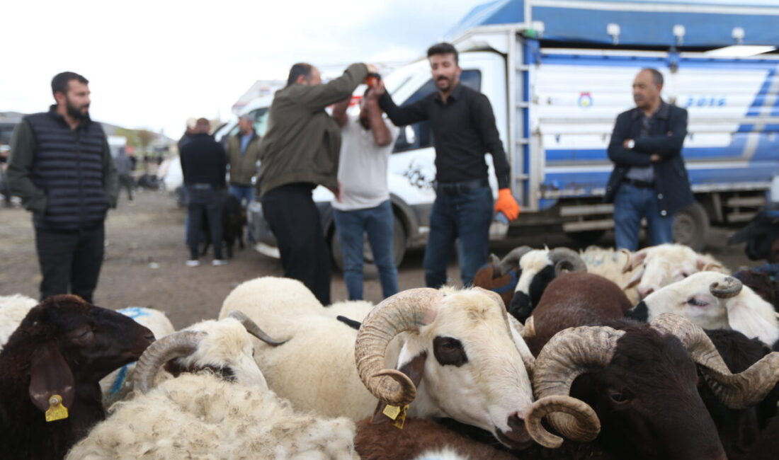 ARDAHAN/KARS (AA) – Türkiye'nin önde gelen hayvancılık merkezlerinden Kars ve