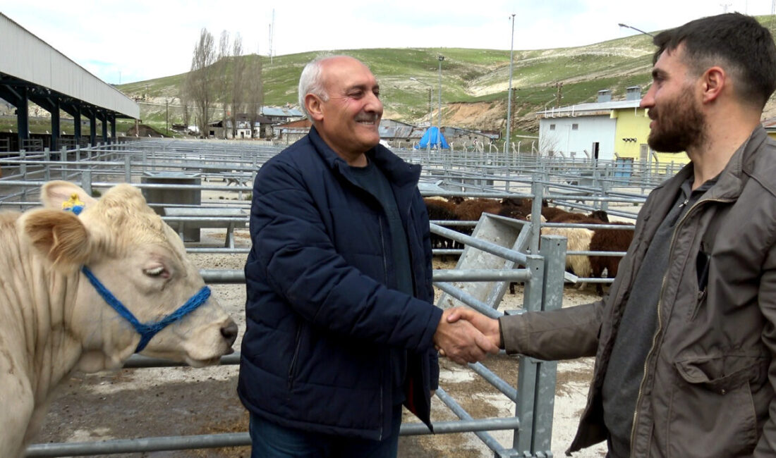 KARS (AA) – Kars'ta, Kurban Bayramı'na sayılı günler kala canlı