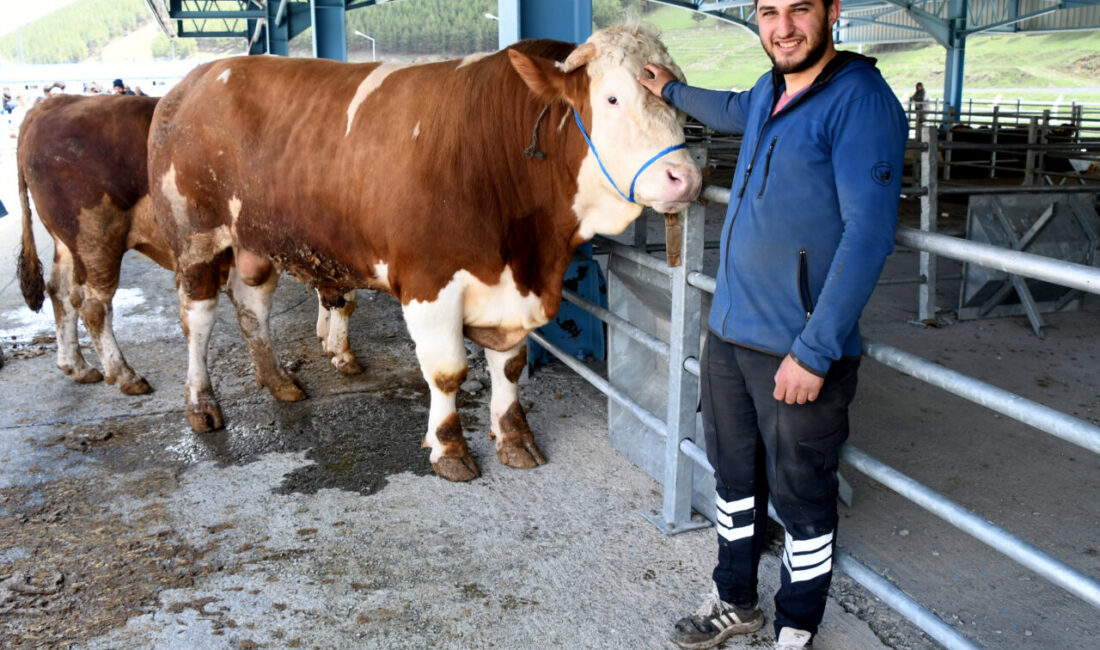- Sarıkamış ilçesinde 1 ton 300 kilo ağırlığındaki "Efsane" adlı