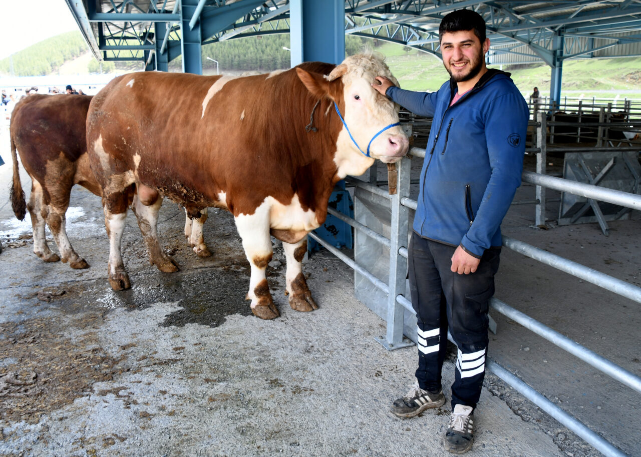 - Sarıkamış ilçesinde 1 ton 300 kilo ağırlığındaki "Efsane" adlı