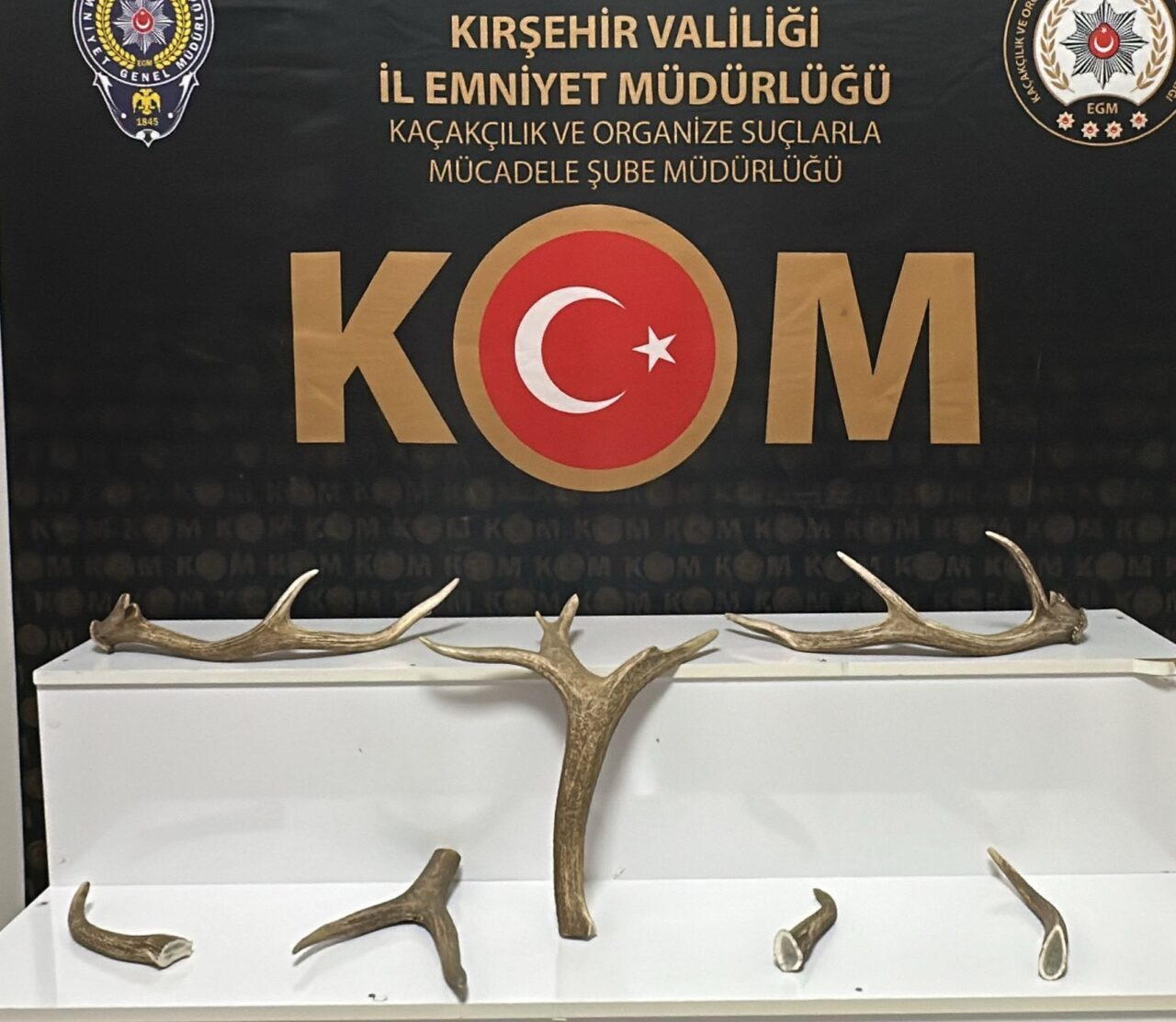 KIRŞEHİR (AA) – Kırşehir'de düzenlenen operasyonda 7 kızıl geyik boynuzu