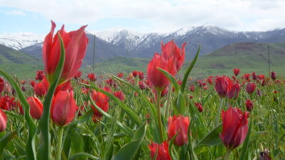 MUŞ (AA) – Muş'ta doğal yetişen endemik türlerden Muş laleleri,
