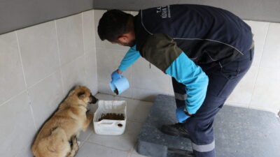 KÜTAHYA (AA) – Kütahya'da sahiplendikleri köpekleri sokağa bırakan 60 kişiye