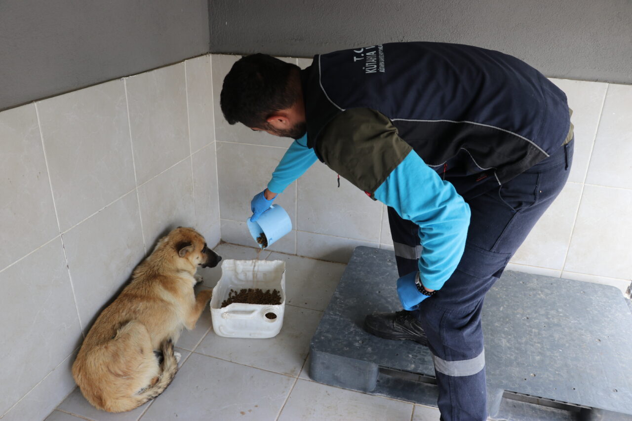 KÜTAHYA (AA) – Kütahya'da sahiplendikleri köpekleri sokağa bırakan 60 kişiye