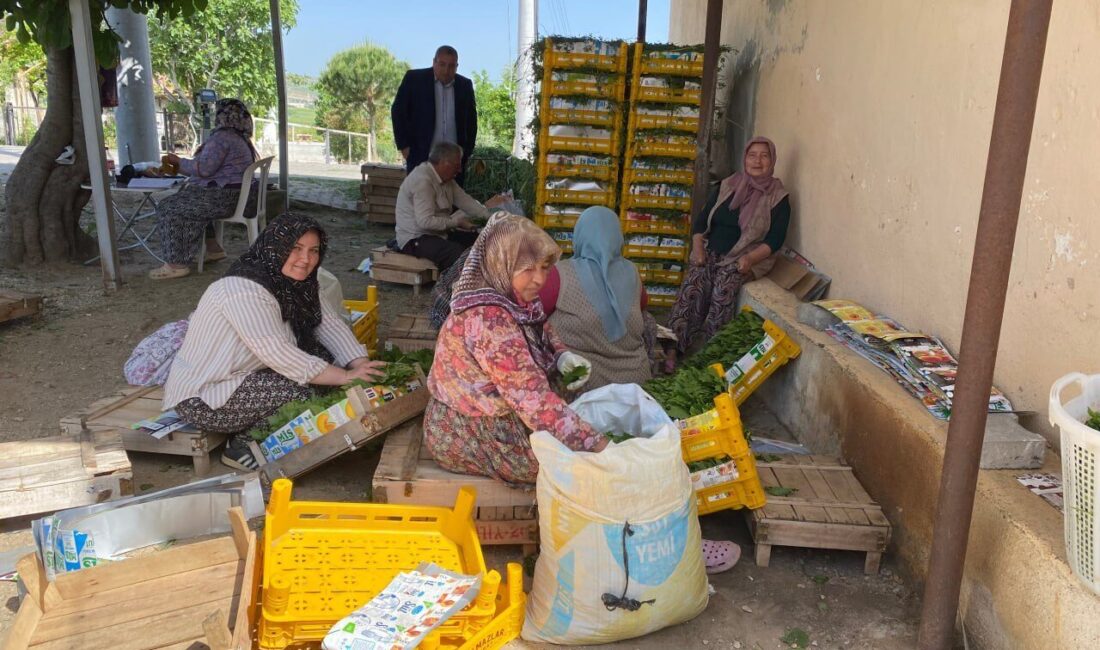MANİSA (AA) – Dünyanın önde gelen üzüm üretim merkezlerinden Manisa'nın