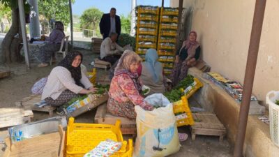 MANİSA (AA) – Dünyanın önde gelen üzüm üretim merkezlerinden Manisa'nın