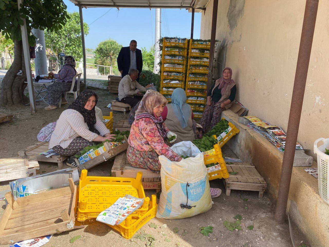 MANİSA (AA) – Dünyanın önde gelen üzüm üretim merkezlerinden Manisa'nın