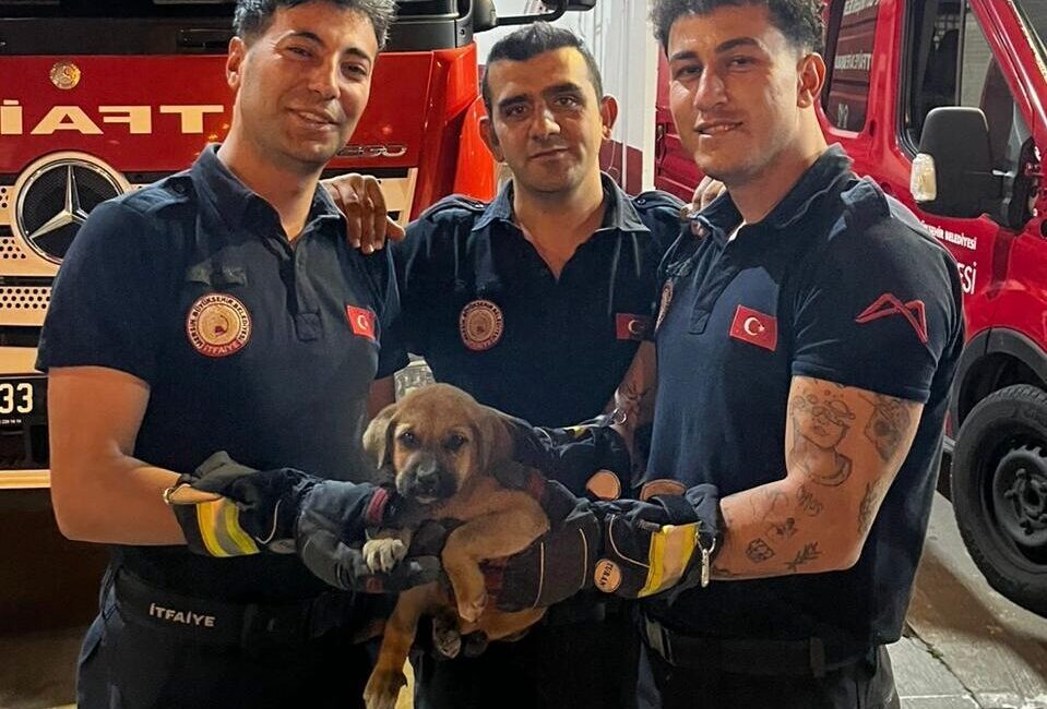 MERSİN (AA) – Mersin'in merkez Yenişehir ilçesinde otomobilin motor kısmına
