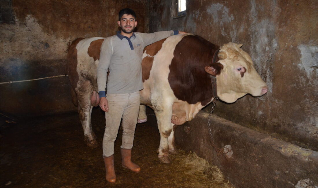 MUŞ (AA) – Muş'ta 1 ton 440 kiloluk "Şampiyon" isimli