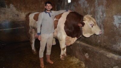 MUŞ (AA) – Muş'ta 1 ton 440 kiloluk "Şampiyon" isimli