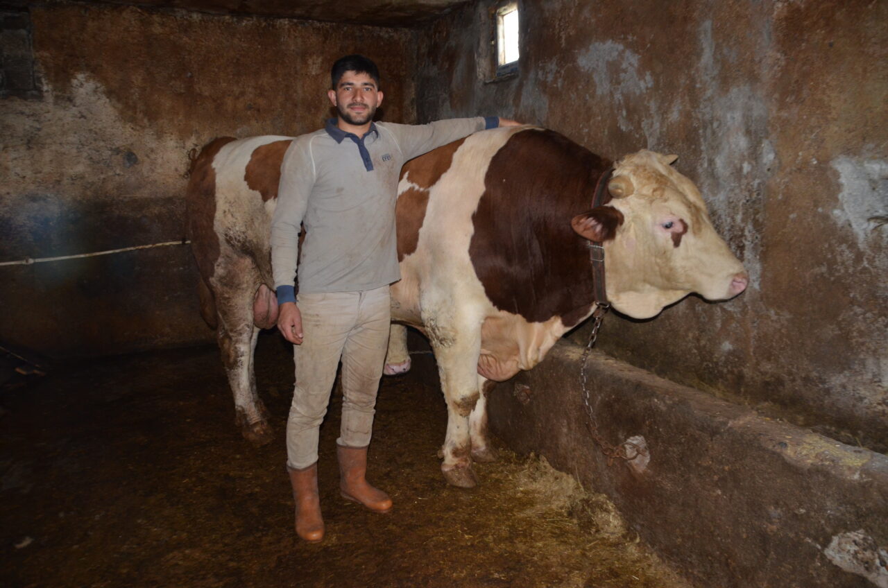 MUŞ (AA) – Muş'ta 1 ton 440 kiloluk "Şampiyon" isimli