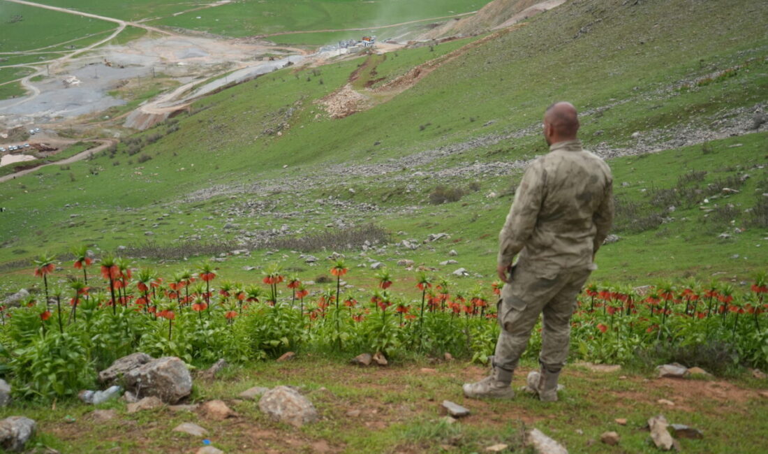 MUŞ (AA) – Muş'ta doğal olarak yetişen ve halk arasında