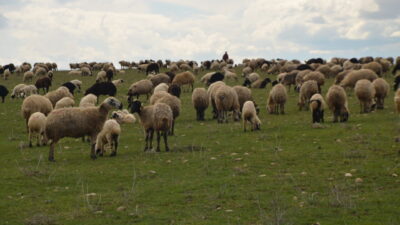 MUŞ (AA) – Muş'ta besiciler, çetin geçen kış mevsiminin ardından