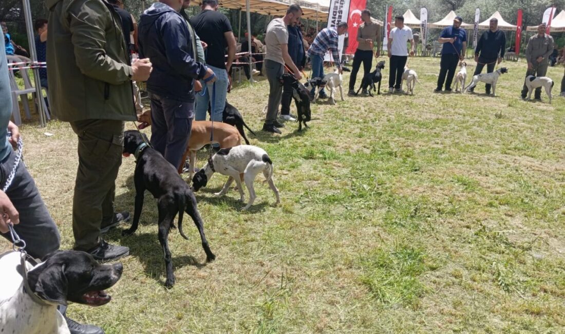 NEVŞEHİR (AA) – Nevşehir'in Gülşehir ilçesinde "Avcı Köpeği ve Irk