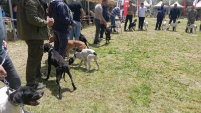 NEVŞEHİR (AA) – Nevşehir'in Gülşehir ilçesinde "Avcı Köpeği ve Irk