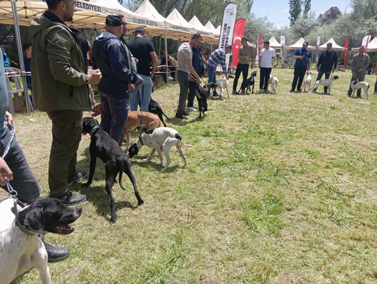 NEVŞEHİR (AA) – Nevşehir'in Gülşehir ilçesinde "Avcı Köpeği ve Irk
