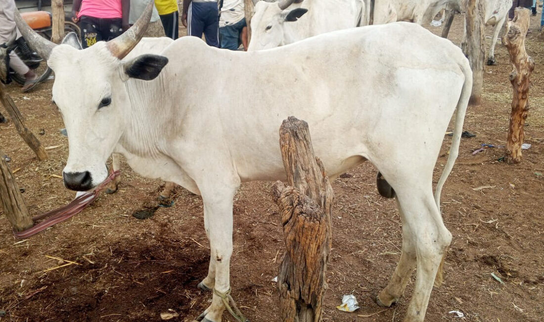 NASARAWA (AA) – Batı Afrika ülkelerinden Nijerya'da Kurban Bayramı öncesinde