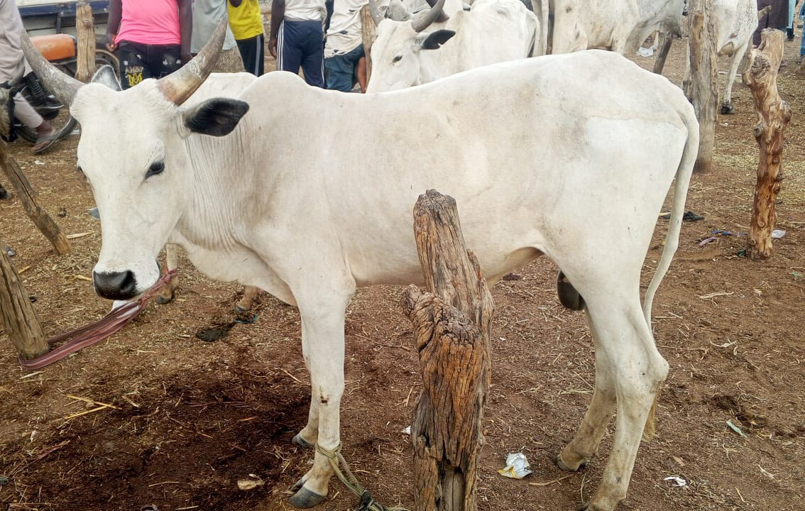NASARAWA (AA) – Batı Afrika ülkelerinden Nijerya'da Kurban Bayramı öncesinde