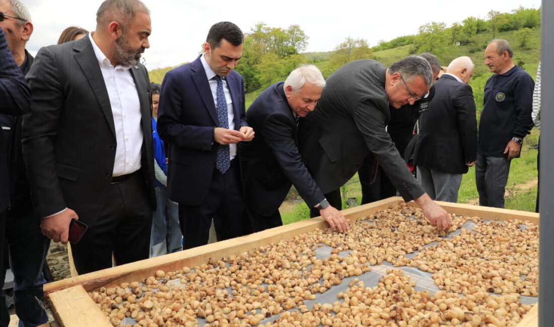 SAMSUN (AA) – Samsun'un Kavak ilçesinde "3. Salep Uygulamalı Hasat
