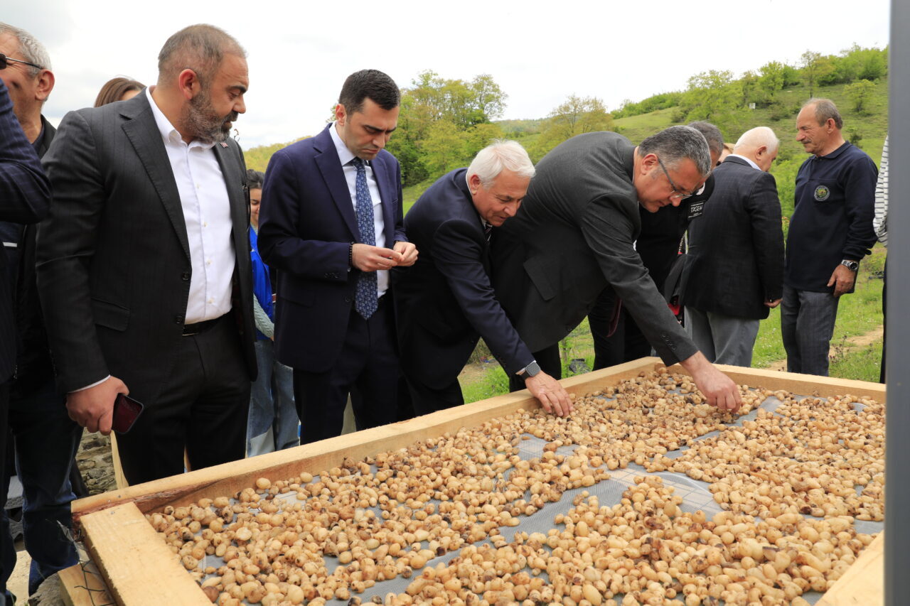SAMSUN (AA) – Samsun'un Kavak ilçesinde "3. Salep Uygulamalı Hasat