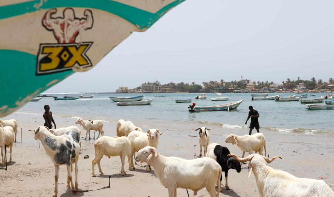 DAKAR (AA) – Senegal'de yaklaşan Kurban Bayramı öncesi başkent Dakar'ın