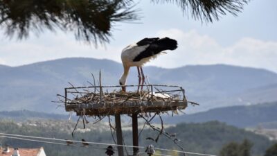 SİNOP (AA) – Sinop'ta, her yıl binlerce kilometre katederek Afrika