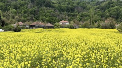 SİNOP (AA) – Sinop'un Türkeli ilçesinde çiçek açan kanola tarlaları