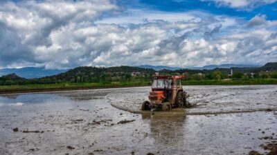 SİNOP (AA) – Sinop'un Boyabat ilçesinde çiftçilerin çeltik ekim mesaisi