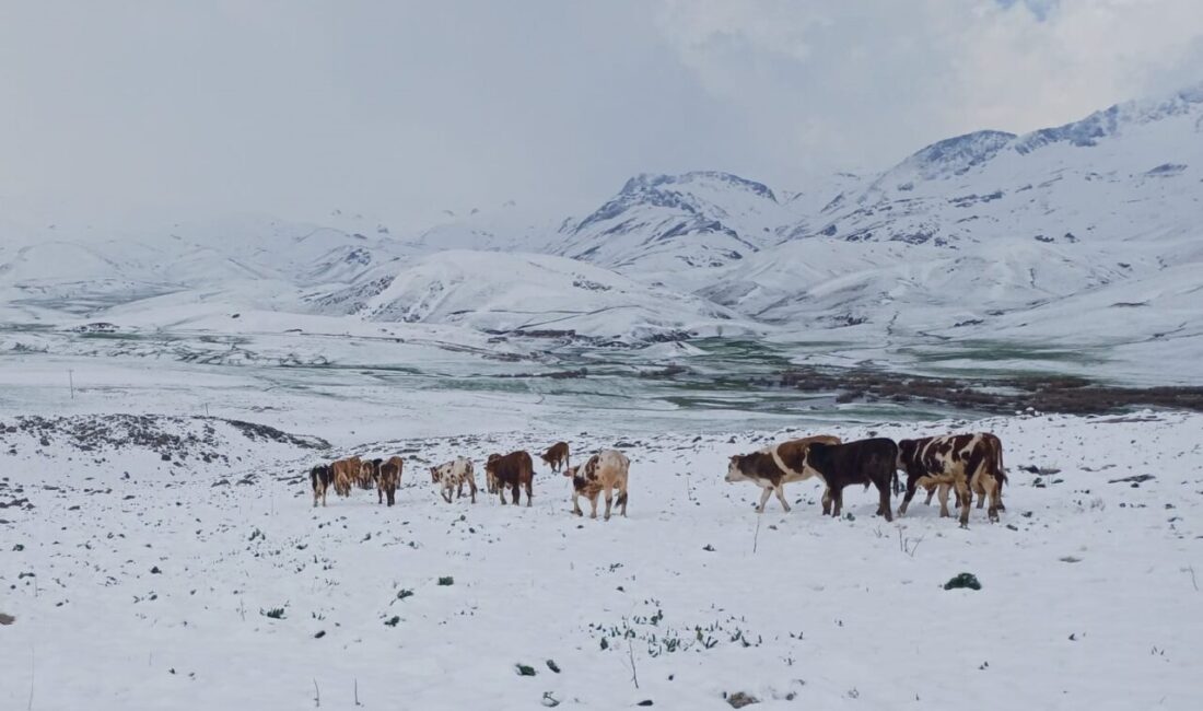 ŞIRNAK (AA) – Şırnak'ın Beytüşşebap ilçesinde ilkbaharın son günlerinde kar