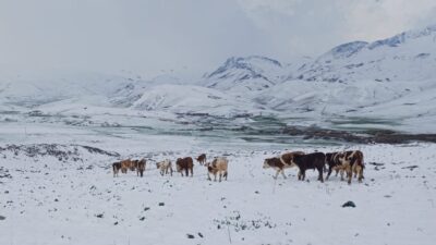 ŞIRNAK (AA) – Şırnak'ın Beytüşşebap ilçesinde ilkbaharın son günlerinde kar