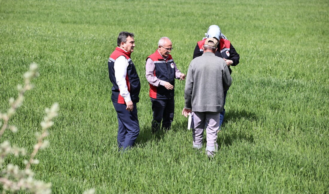 SİVAS (AA) – Sivas Valiliği, çiftçilere buğdaydaki sarı pas hastalığına