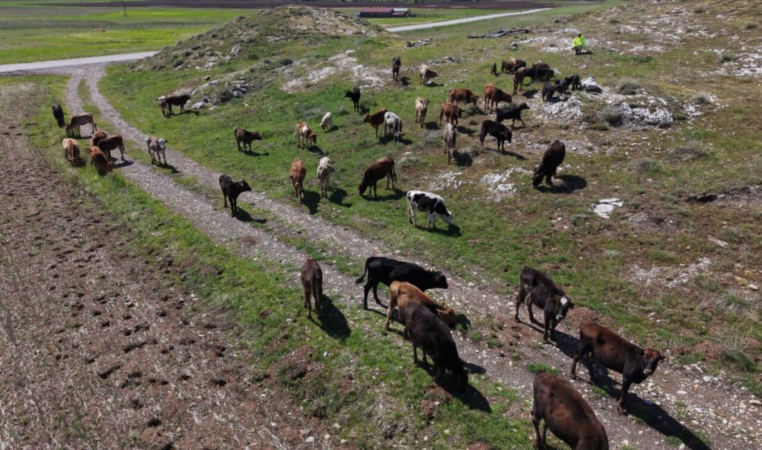 SİVAS (AA) – Türkiye'nin uluslararası öneme sahip 135 sulak alanından