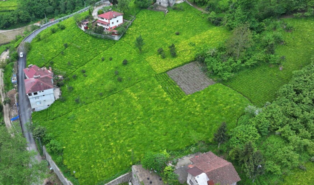 TRABZON (AA) – Trabzon'un Of ilçesinde çay hasadı törenle başladı.