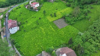 TRABZON (AA) – Trabzon'un Of ilçesinde çay hasadı törenle başladı.